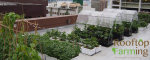 HKU Rooftop Farming Project