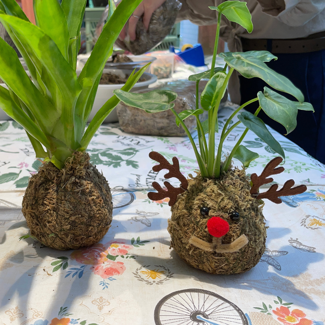 kokedama